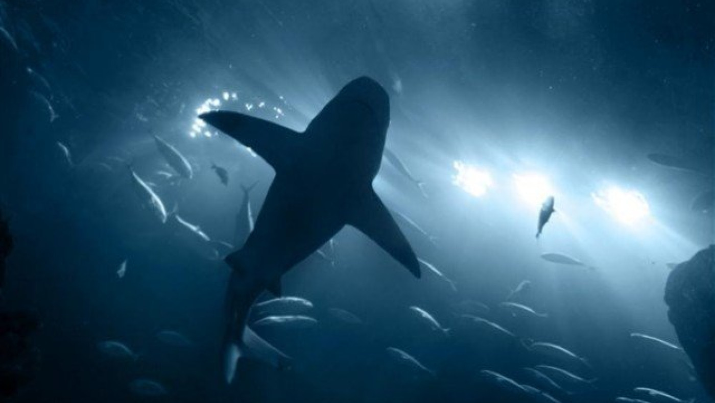 Έπιασαν καρχαρία μήκους 7  μέτρων στη Σκόπελο! (ΦΩΤΟ)