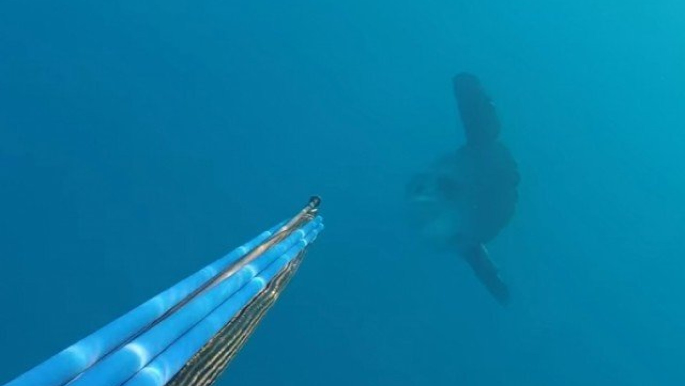 Το μεγαλύτερο ψάρι του κόσμου στον... Αγιόκαμπο Λάρισας! (ΒΙΝΤΕΟ)