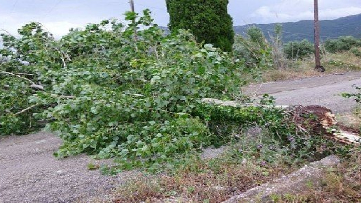 Θεσσαλονίκη: Πτώσεις δέντρων λόγω            κακοκαιρίας!