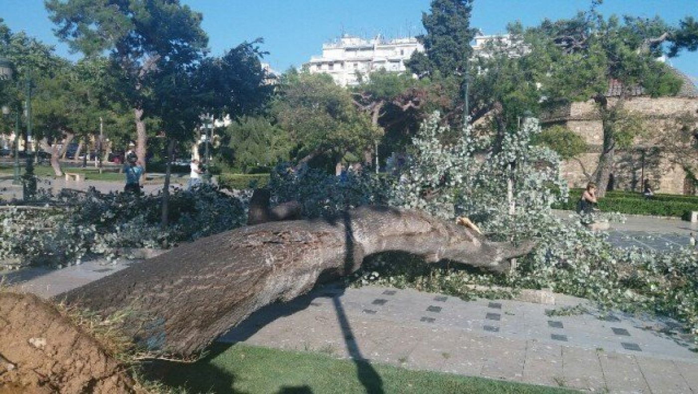 Ξεριζώθηκε δέντρο        στο κέντρο της Θεσσαλονίκης (ΒΙΝΤΕΟ)