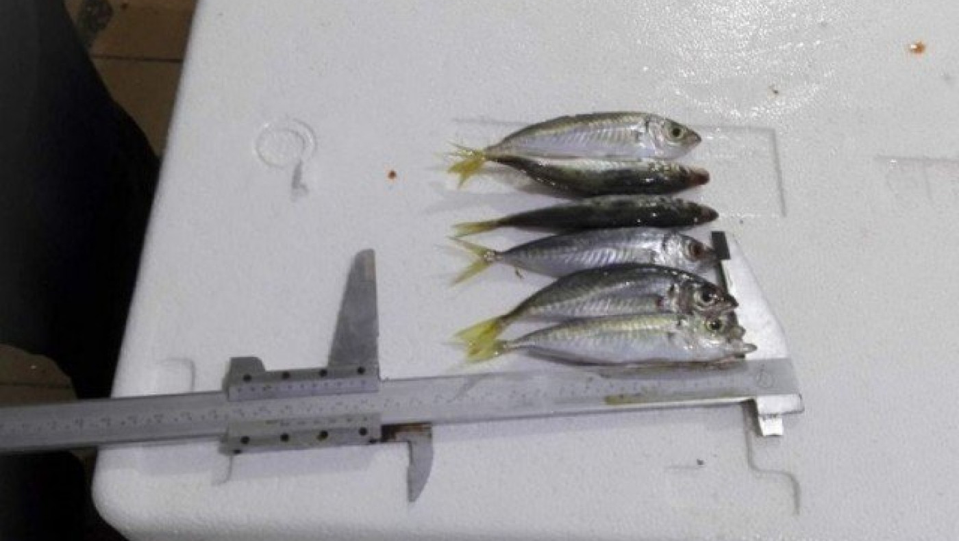 Ν. Μηχανιώνα: Πάνω από 200 κιλά ψάρια κατασχέθηκαν στην ιχθυόσκαλα