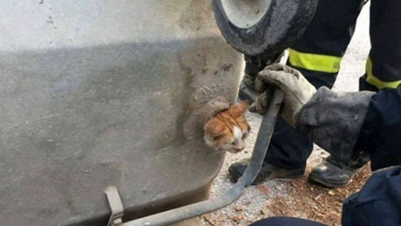 Πυροσβέστες έσωσαν γατάκι που είχε εγκλωβιστεί σε κάδο (ΦΩΤΟ)
