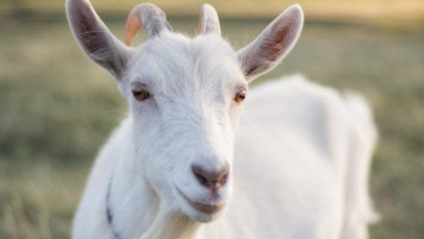 Αντίπαρος: Γερμανός τουρίστας έπεσε σε βράχια για να σώσει μια κατσίκα