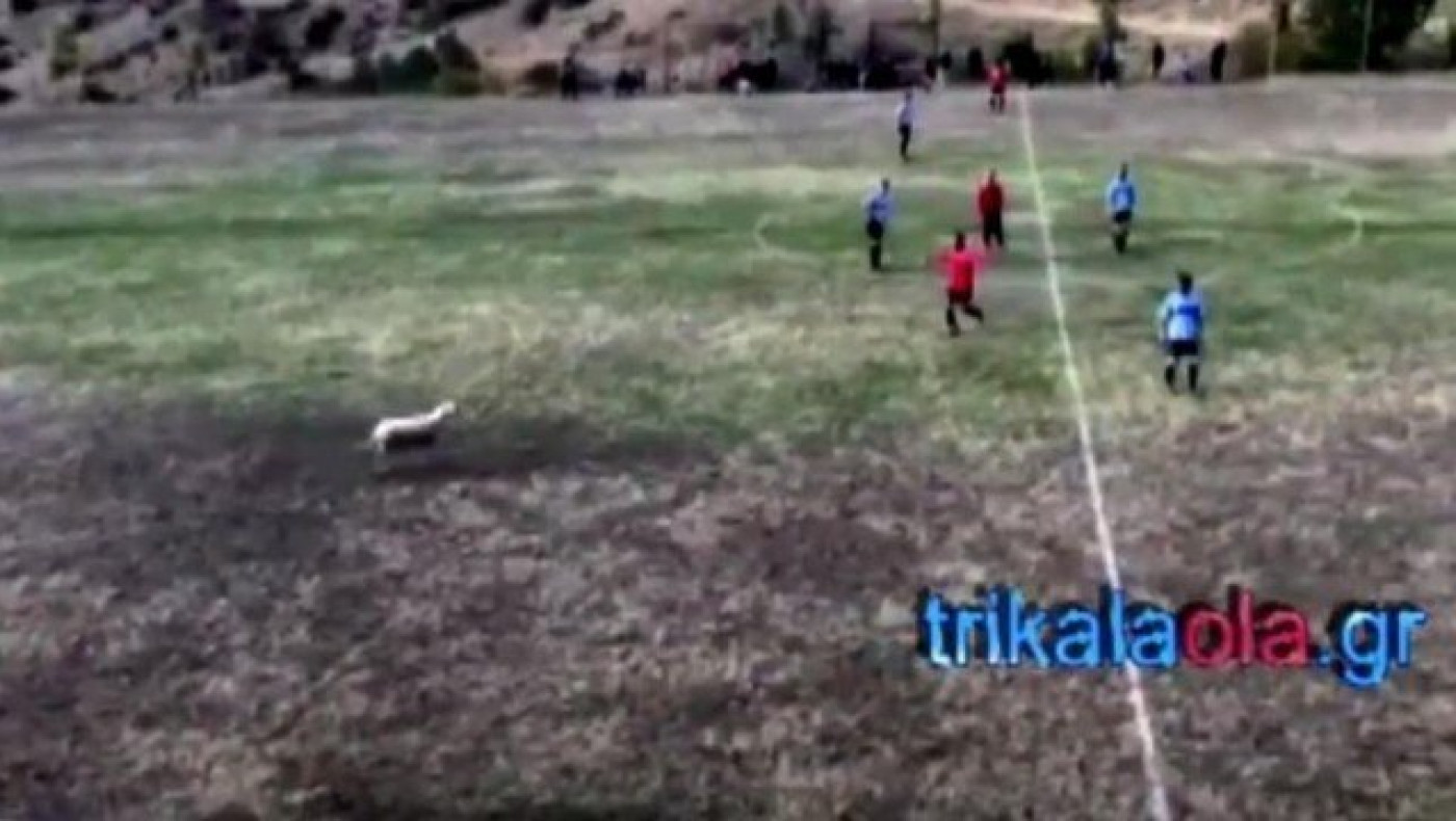 Παίχτες κυνηγούσαν προβατίνα την ώρα του αγώνα στα Τρίκαλα (vids)