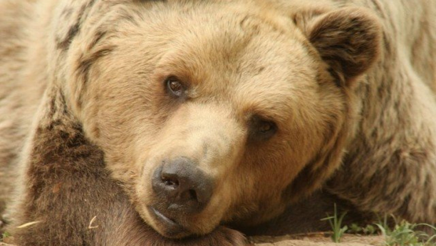 «Αρκτούρος»: Έφυγε από τη ζωή ο Μήτσος, ο «μεγάλος δραπέτης»