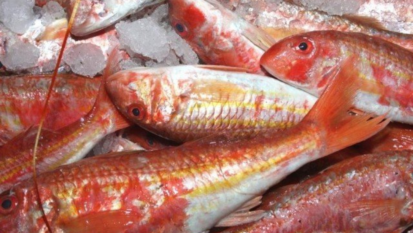 Θεσσαλονίκη: 156 κιλά ψάρια κατασχέθηκαν στην ιχθυόσκαλα Ν. Μηχανιώνας