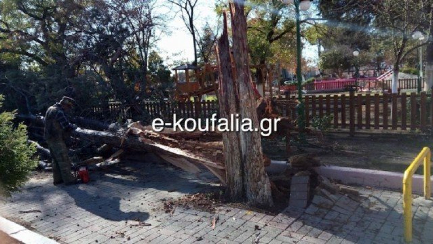 Θεσσαλονίκη: Έπεσε δέντρο στο κεντρικό πάρκο των Κουφαλίων (ΦΩΤΟ)