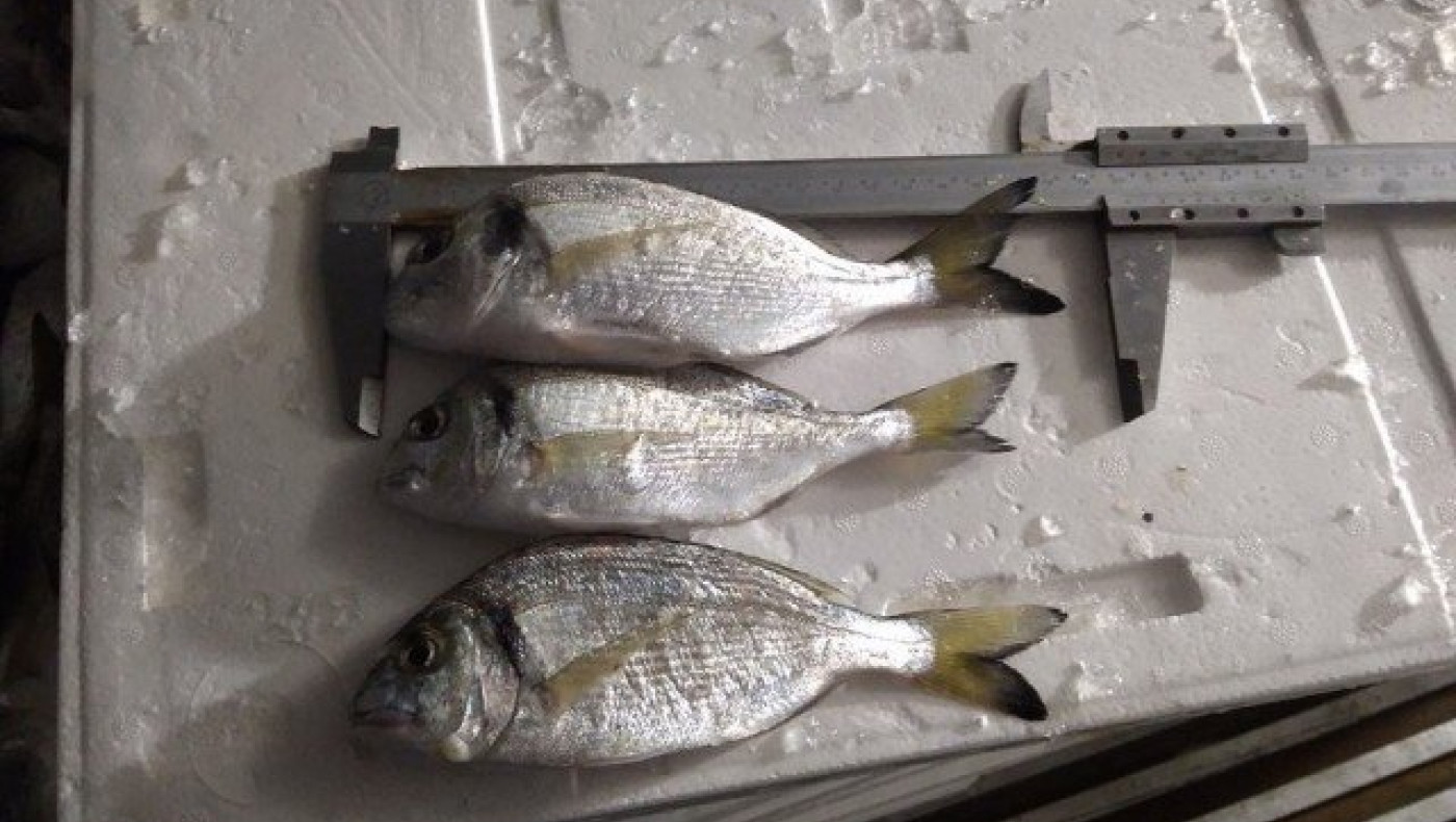 Θεσσαλονίκη: Κατάσχεση 445 κιλών ψαριών στην ιχθυόσκαλα Ν.Μηχανιώνας