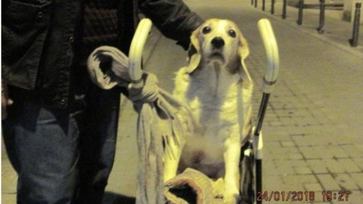 Θεσσαλονίκη: Βγάζει βόλτα τον παράλυτο σκύλο του με καροτσάκι για μωρά