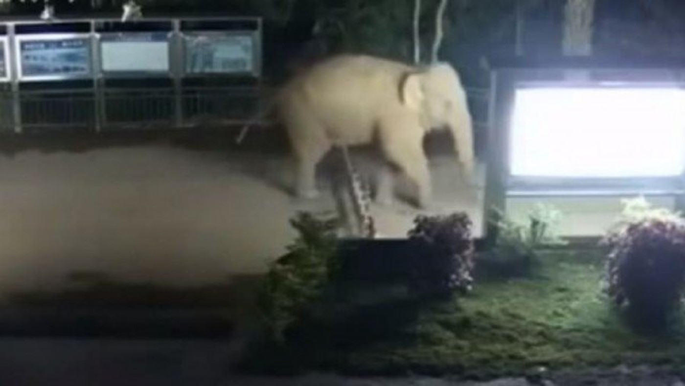 Κίνα: Ελέφαντας άλλαξε... χώρα, με το «έτσι θέλω»! (ΒΙΝΤΕΟ)