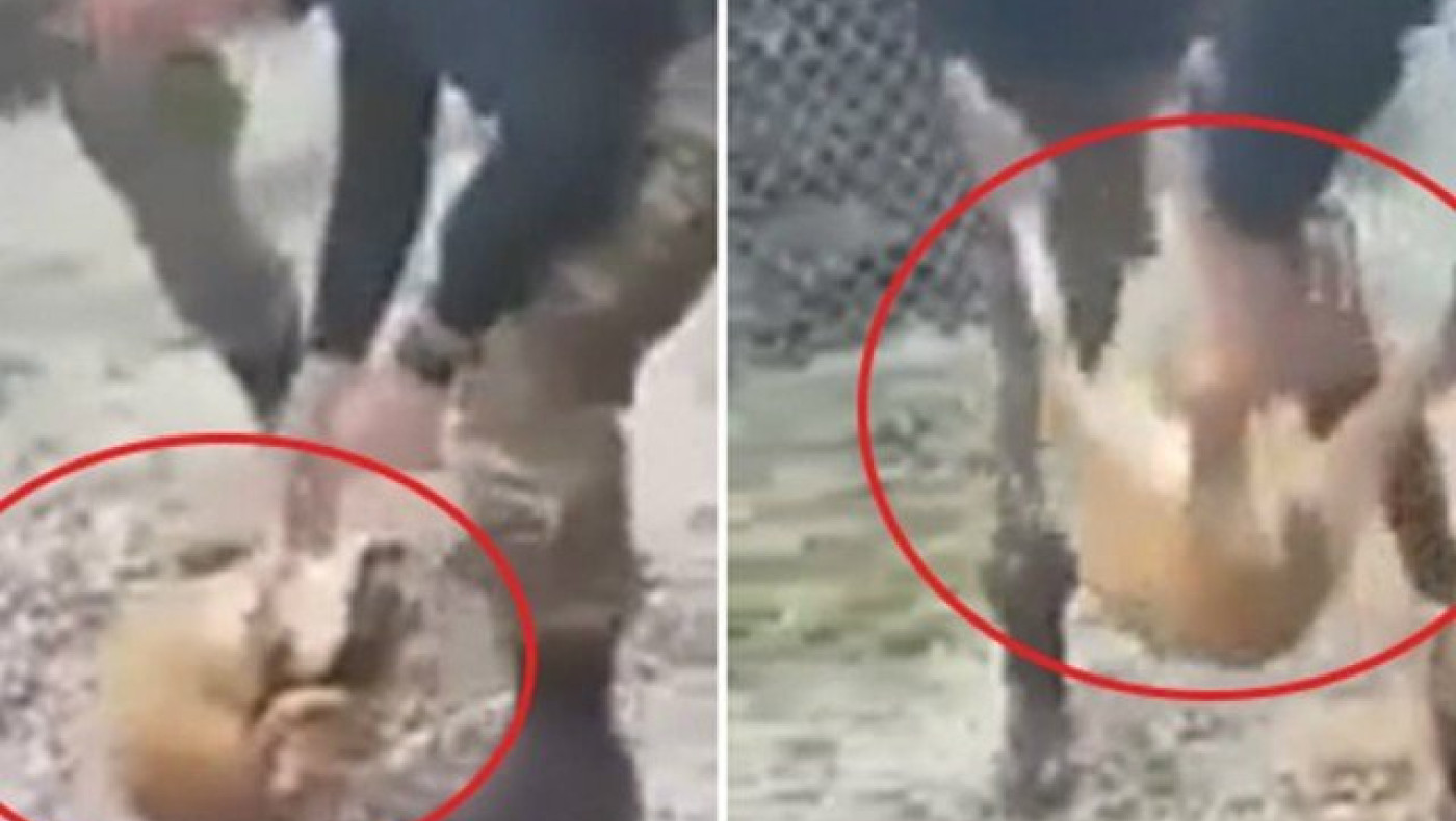 Βίντεο-σοκ: Βάρβαρη       κακοποίηση σκύλου από φαντάρους στην Κόνιτσα