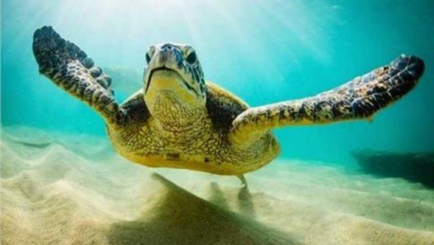 Οι θαλάσσιες χελώνες χτυπούν τo θήραμά τους με κινήσεις... καράτε!