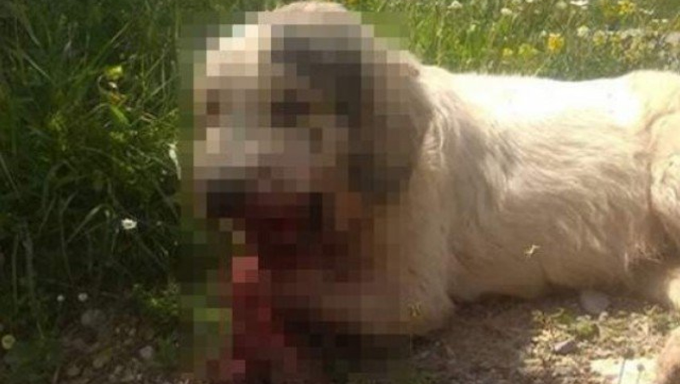 ΣΟΚ: Ασυνείδητοι έβαλαν κροτίδες στο στόμα ενός σκύλου