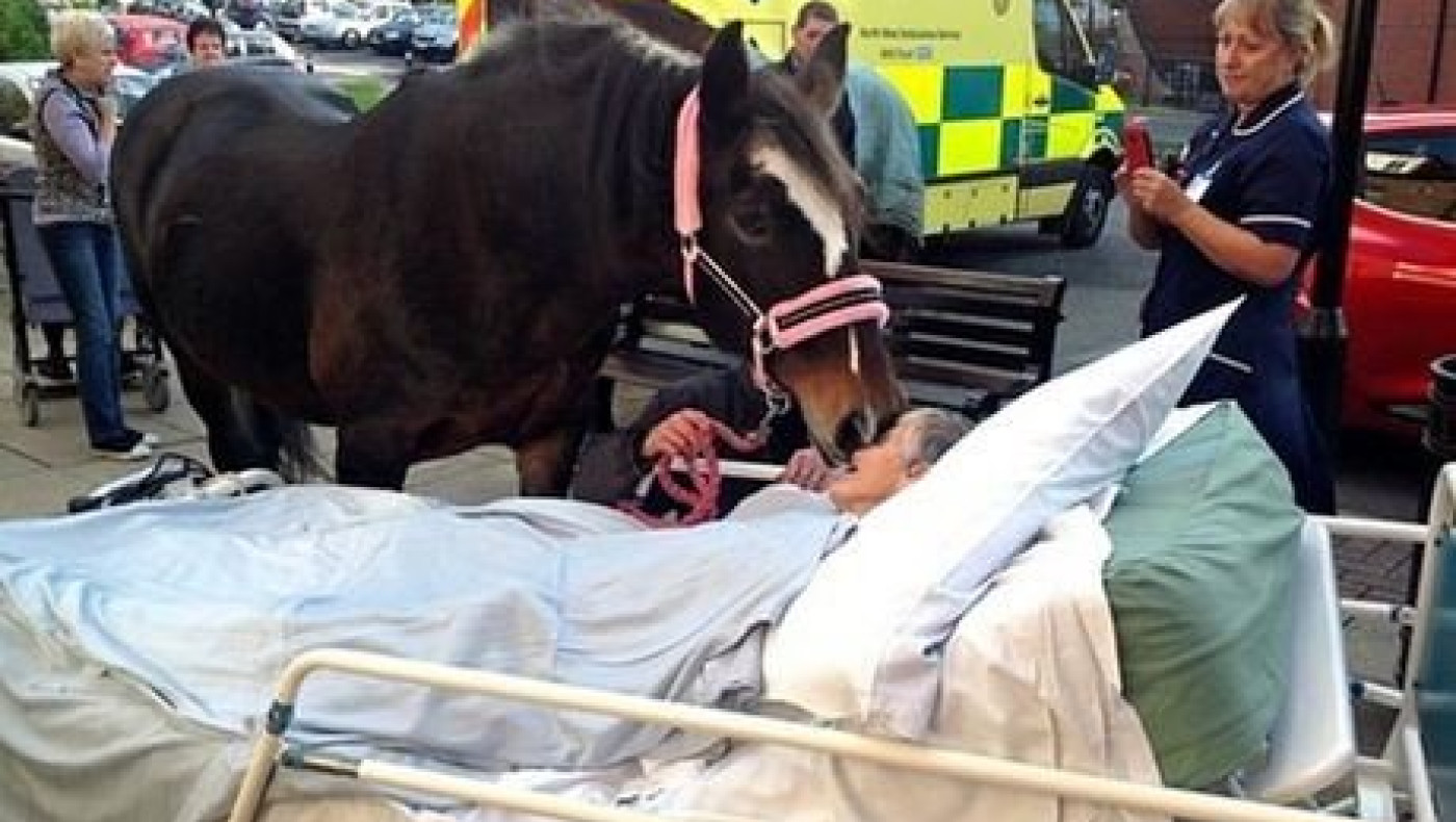  Άλογο αποχαιρετά τη γυναίκα που το μεγάλωσε!