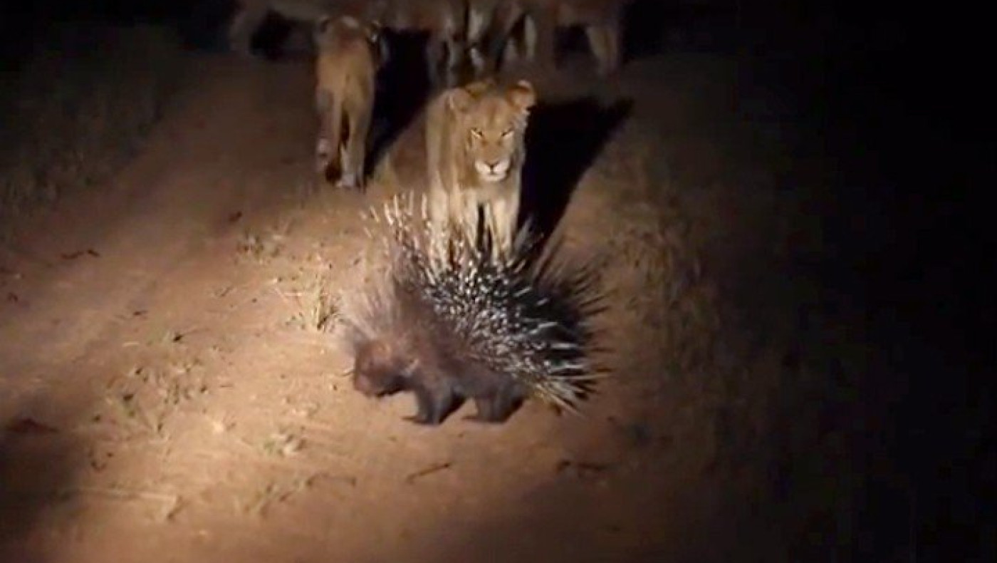 Σκαντζόχοιρος εναντίον λιονταριών! (video)