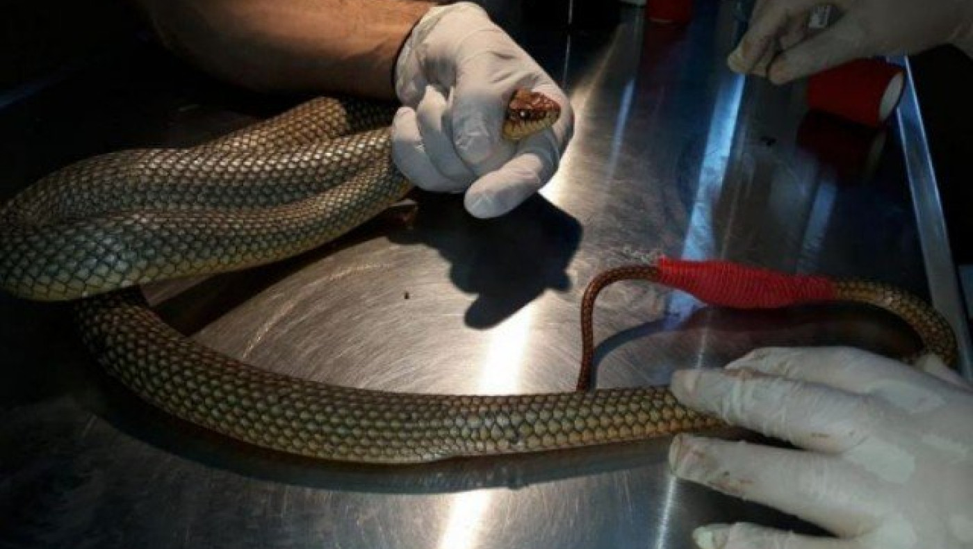 Θεσσαλονίκη: Φίδι στα καροτσάκια πασίγνωστου σούπερ - μάρκετ