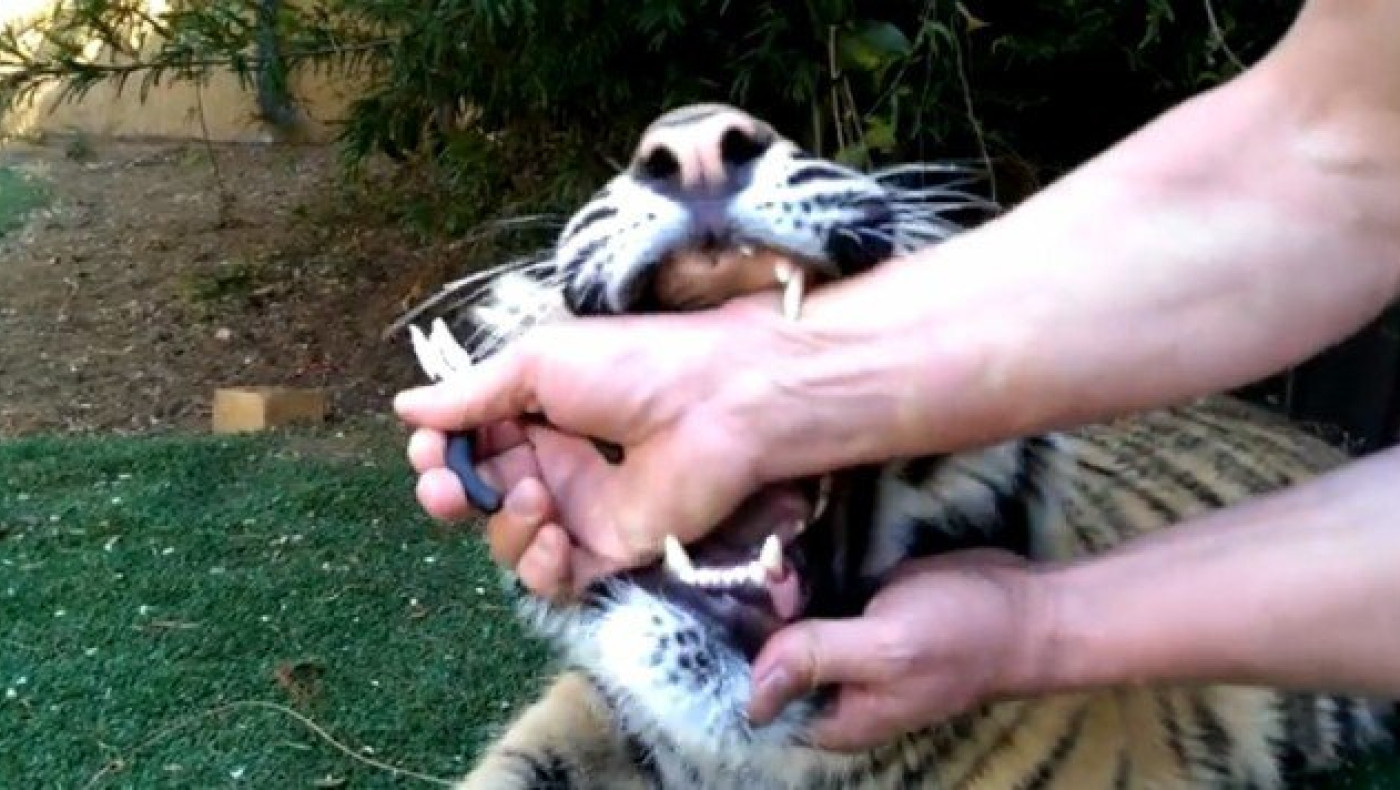 Τολμηρός τύπος κάνει εξαγωγή δοντιού σε... τίγρη (videos)