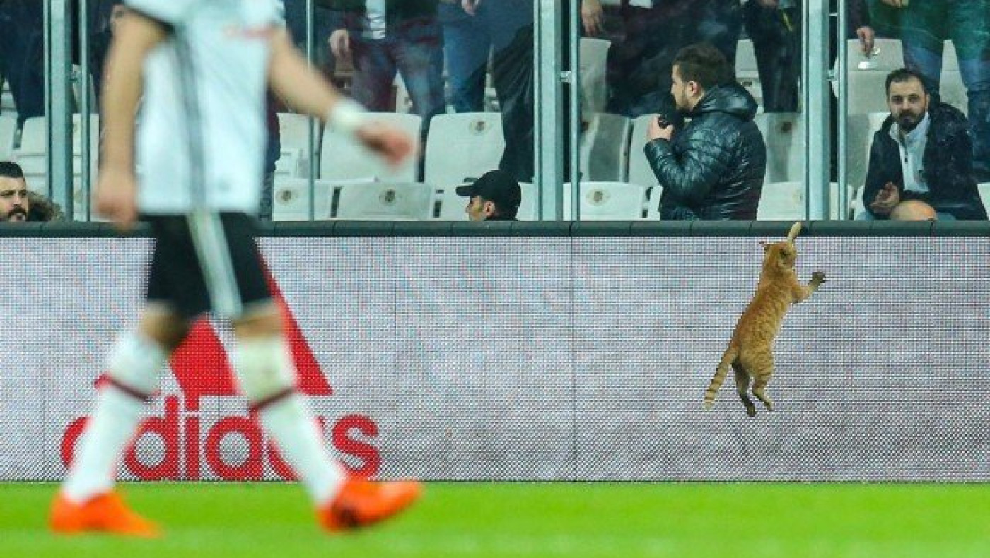 Βαριά «καμπάνα» στην Μπεσίκτας         για μια... γάτα