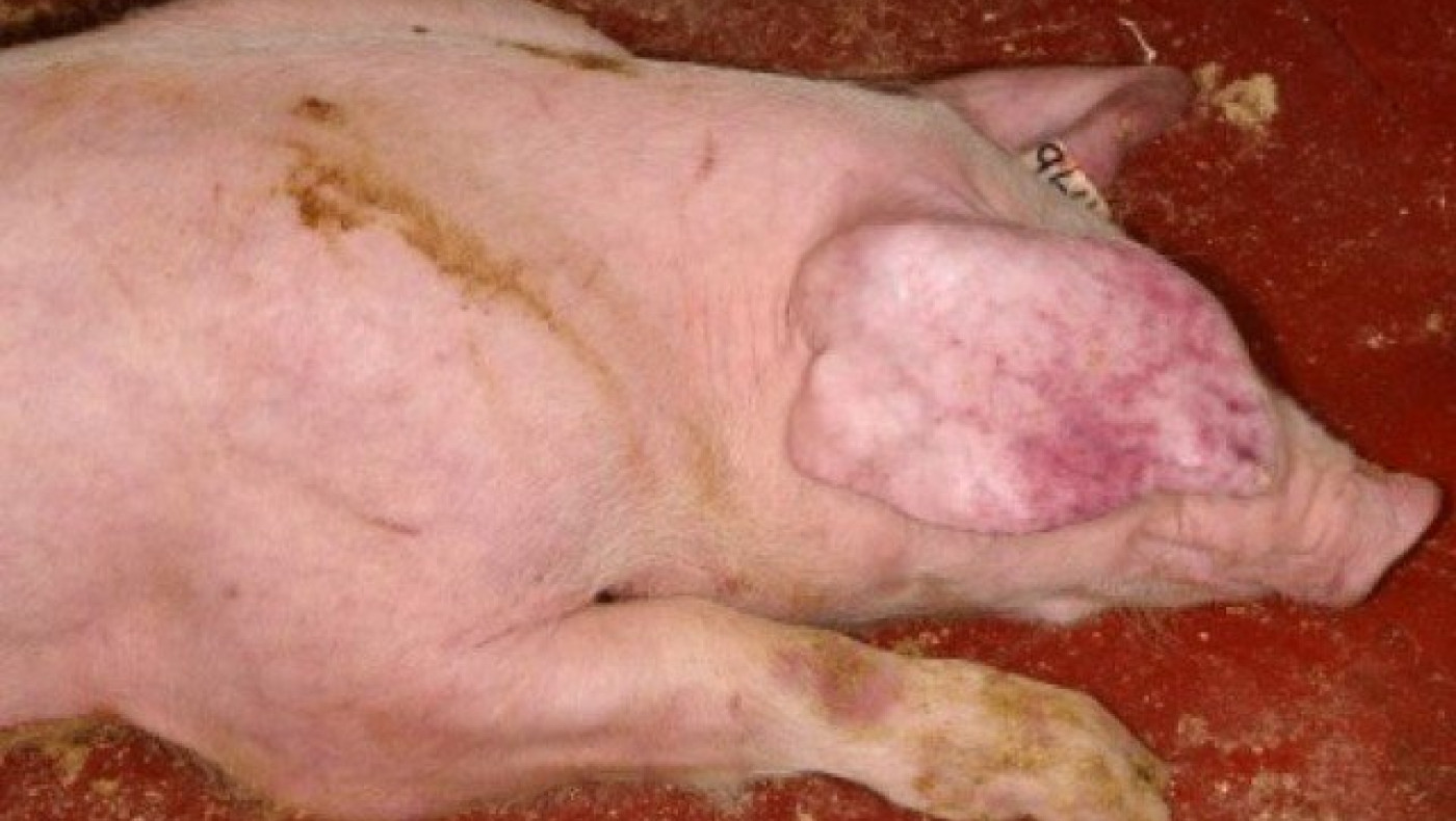 SOS από ΠΚΜ για την αφρικανική πανώλη των χοίρων στη Βουλγαρία!