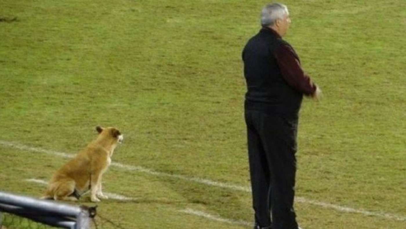 Προπονητής στην Παραγουάη έχει βοηθό του ...ένα σκύλο (pics)