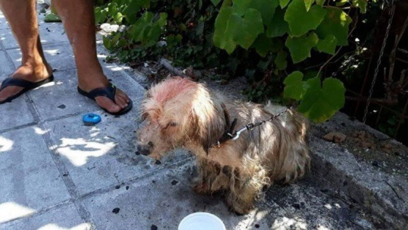 Πρόστιμο 30.000 ευρώ σε 62χρονο που περιέλουσε σκύλο με πετρέλαιο