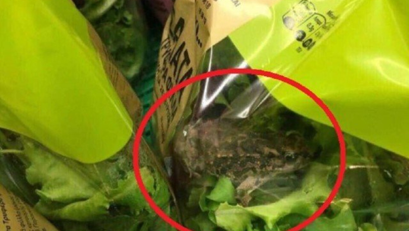 VIRAL: Βάτραχος σε... συσκευασμένη σαλάτα του ΑΒ Βασιλόπουλος!