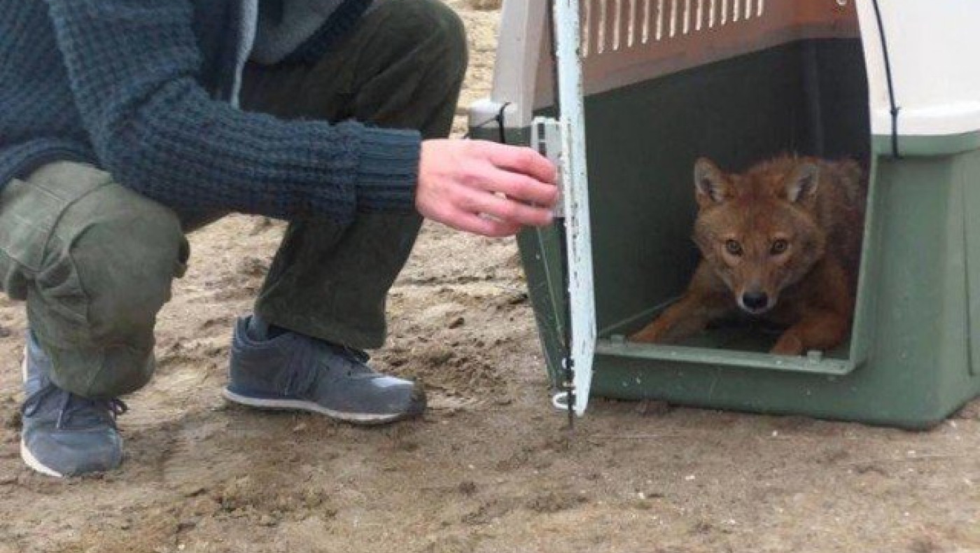 Θεσσαλονίκη: Τσακάλι επέστρεψε στη φύση, μετά από τροχαίο (ΦΩΤΟ)