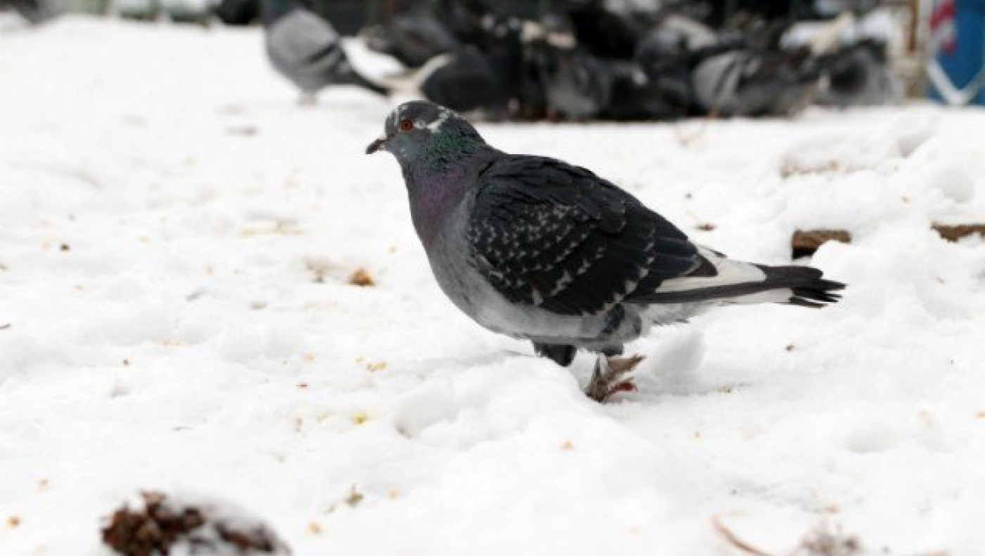 Θεσσαλονίκη - ΤΩΡΑ: Χιονίζει σε Ωραιόκαστρο και Χορτιάτη! (ΦΩΤΟ)