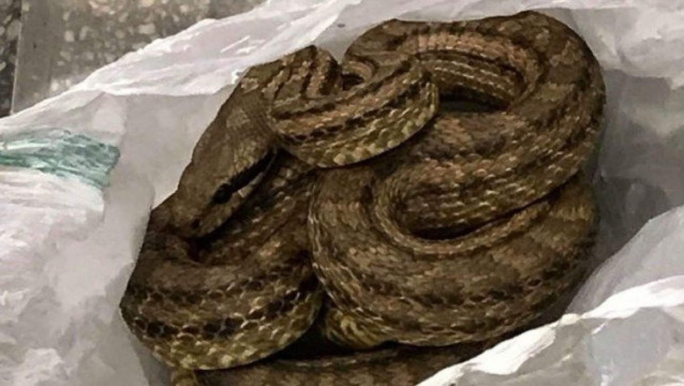 Θεσσαλονίκη: Φίδι προκάλεσε αναστάτωση σε εστιατόριο (pic)