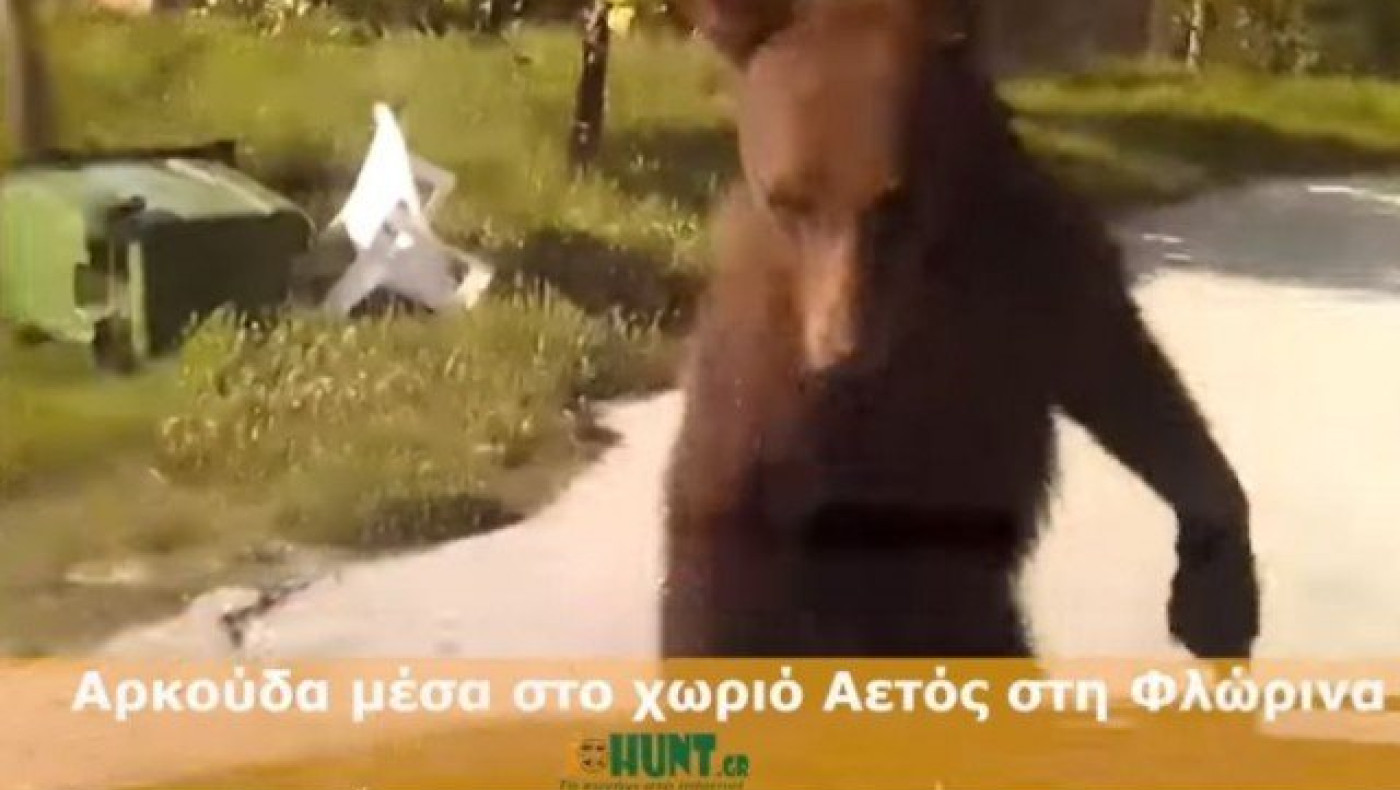 Φλώρινα: Αρκούδα μπήκε σε χωριό, προκαλώντας πανικό! (ΒΙΝΤΕΟ)
