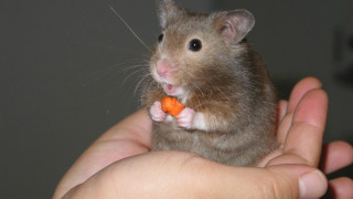 Απέκλεισε την εθνική μας ενα... χάμστερ (VIDEO)