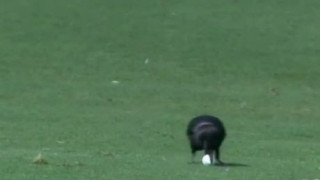 Κοράκι πήρε την μπάλα του γκολφ και εξαφανίστηκε! (VIDEO)