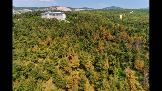 Ωραιόκαστρο: Αγιασμός για το φλοιοφάγο έντομο–«φονιά» του Σέιχ Σου