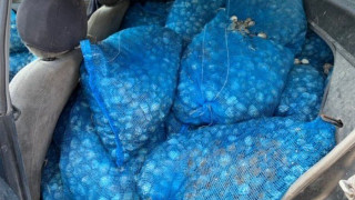 Πόρτο Λάγος: Κατάσχεση 1.030 κιλών ακατάλληλων οστράκων - Μία σύλληψη