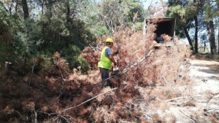 Από το Νέο Ρύσιο ξεκίνησαν οι εργασίες για το φλοιοφάγο έντομο