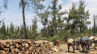 Έκλεψαν έναν τόνο ξύλα από τους υλοτόμους που εργάζονται στο Σέιχ Σου