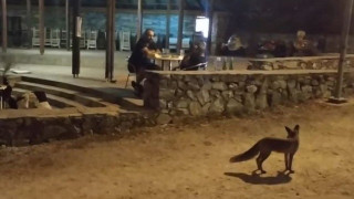 Μία μικρή αλεπού βολτάρει... στη Θεσσαλονίκη! (ΒΙΝΤΕΟ)