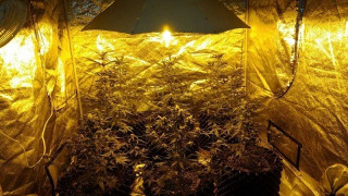 Θεσσαλονίκη: Είχε στο σπίτι του τρία εργαστήρια υδροπονικής κάνναβης!