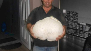 Γρεβενά: Συλλέκτης μανιταριών εντόπισε μανιτάρι βάρους 11 κιλών!