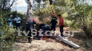 Κορμός καταπλάκωσε γυναίκα τραυματίζοντάς τη σοβαρά στο κεφάλι!