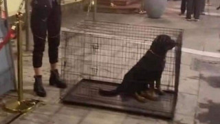 Θεσσαλονίκη: Club έβαλε σκυλιά σε κλουβιά προκαλώντας αντιδράσεις