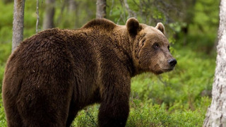 Καστοριά: Οδηγός τραυματίστηκε από...σύγκρουση με αρκούδα!