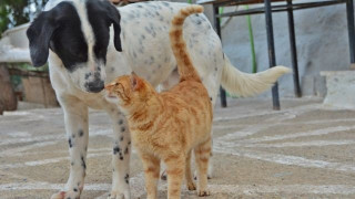 Δήμος Βόλβης: Σε πρώτο πλάνο η περίθαλψη αδέσποτων ζώων- Εμβολιασμός, καταγραφή και στείρωση