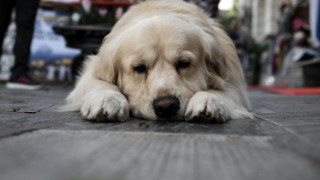 Κτηνωδία στην Εύβοια: Έκαψαν σκυλιά μέσα σε κάδους σκουπιδιών!