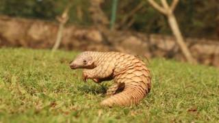 Οι Κινέζοι «αθωώνουν» τον παγκολίνο για τον κορωνοϊό