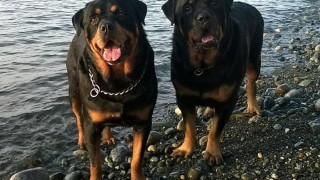 Σοκ στην Κοζάνη: Σκύλος επιτέθηκε σε κοριτσάκι