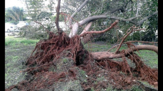 Πτώση δέντρου στην Καλαμαριά - Ξερίζωσε καλώδια της ΔΕΗ