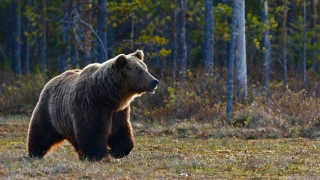 Απίστευτη παράνοια με τις αρκούδες στην Ιαπωνία: Τις σκοτώνουν και τις πουλάνε ως τροφή σε αυτόματους πωλητές