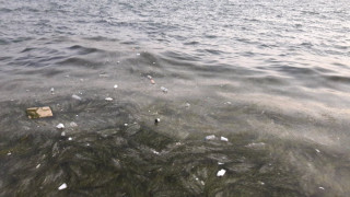 Θαλάσσια χελώνα και πτώμα μεγαλόσωμου ζώου στον Θερμαϊκό