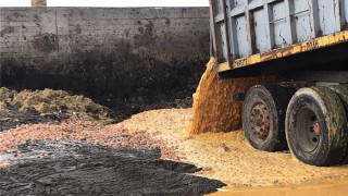 ΣΔΟΕ: Γιγάντια... «ομελέτα» με 324.000 αυγά